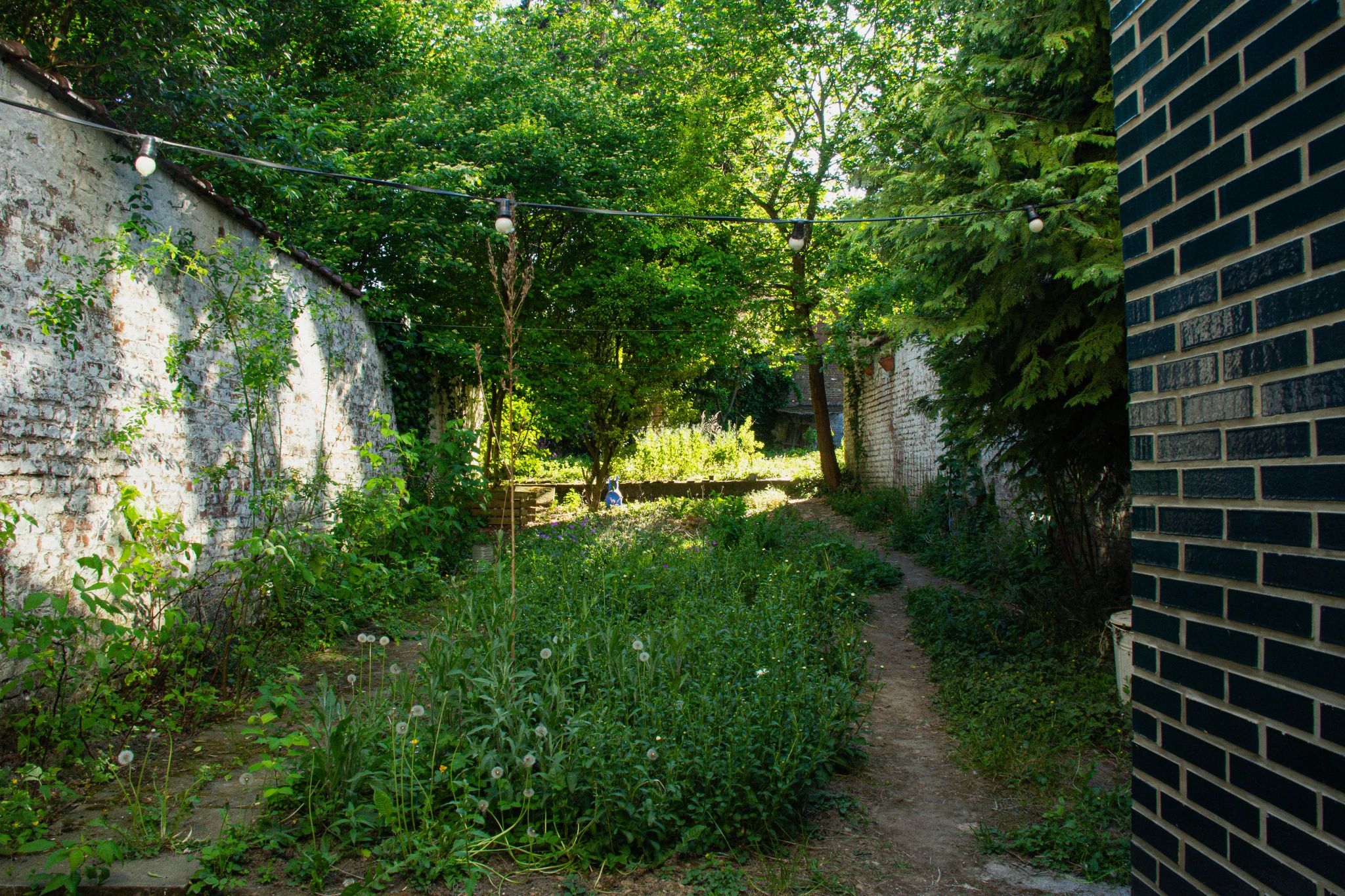 Au printemps, un jardin urbain entourée d'un mur blanc. Au premier plan une petite prairie avec des marguerites prête à éclores, et quelque fleur violette. A l'arrière-plan quelque arbres.