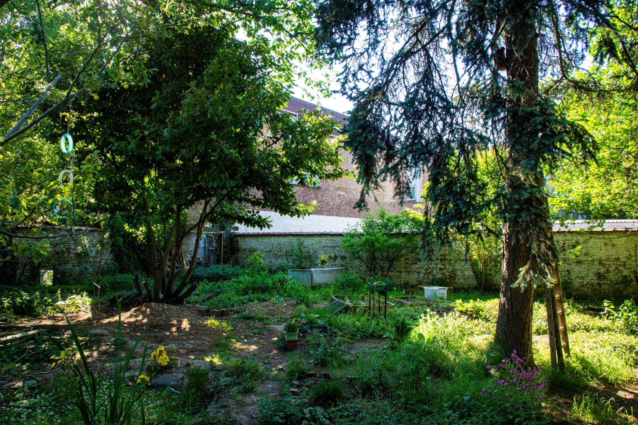 Au printemps, un jardin urbain entourée d'un mur blanc. Au premier plan, de la végétation, un sapin et un tas de branches laissent place à quelques arbres. A l'avant plan, à gauche une mare, avec un Iris jaune en fleur et des renoncules. A droite une fleur rose. 