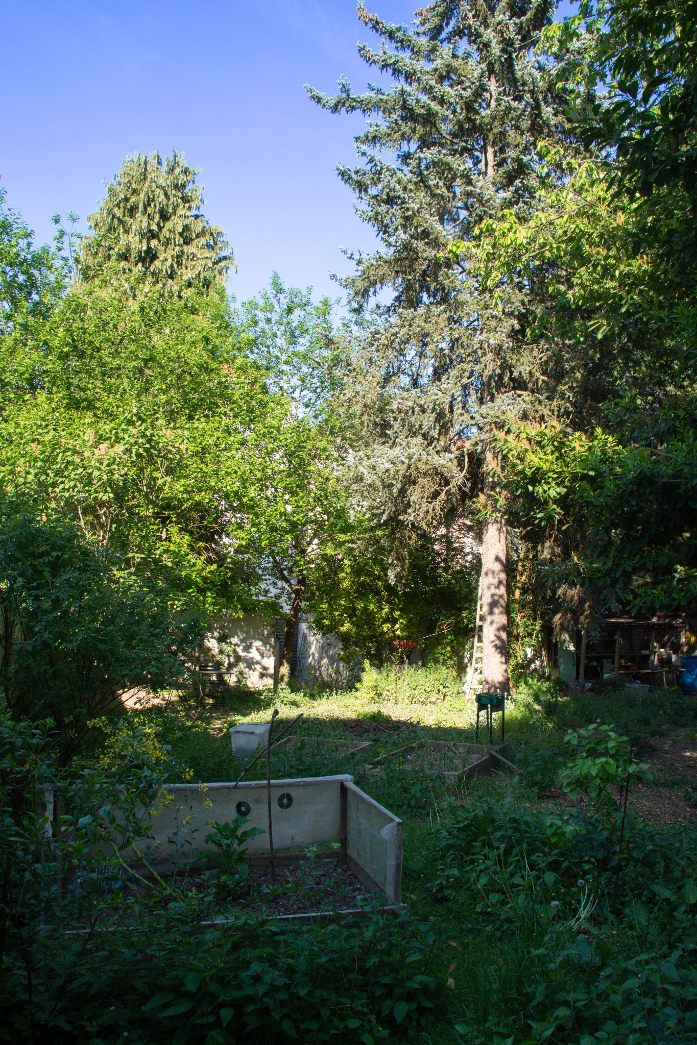 Au printemps, un jardin urbain entourée d'un mur blanc. Au premier plan, des bac de plantation avec quelque choux de Bruxelles en fleur. A l'arrière plan un petit tas de branche, de la végétation sauvage et un sapin. Il y a aussi quelques petites pièces de bois décoratives peintes en rouge suspendues entre deux arbres.