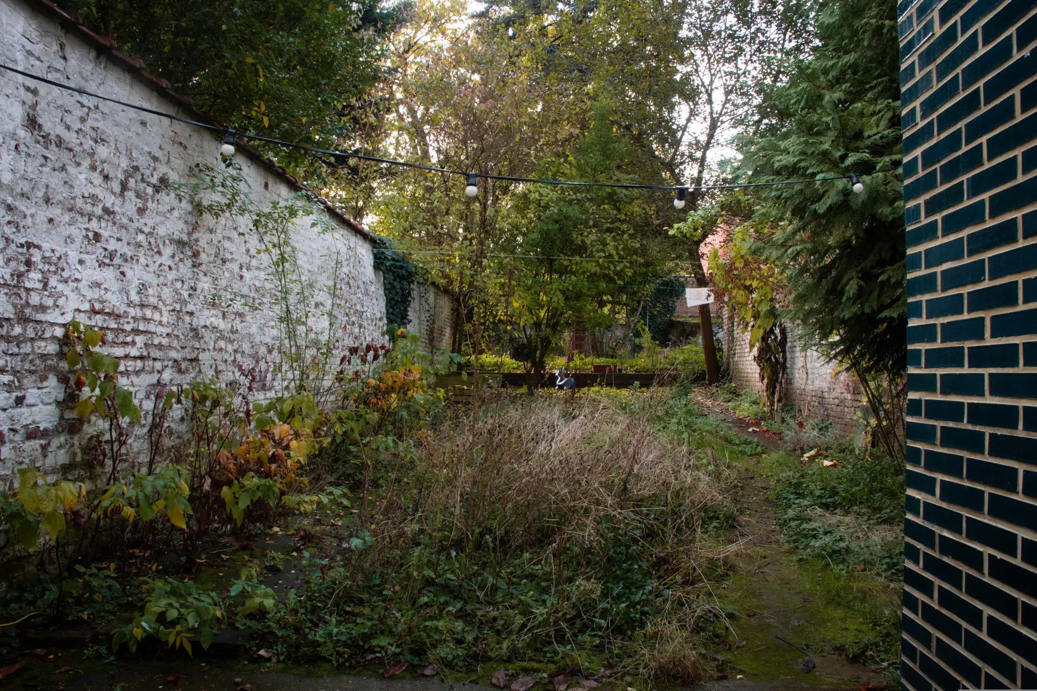 En automne, un jardin urbain entourée d'un mur blanc. Au premier plan une petite prairie avec des fleurs sécher, à l'arrière-plan quelque arbres.