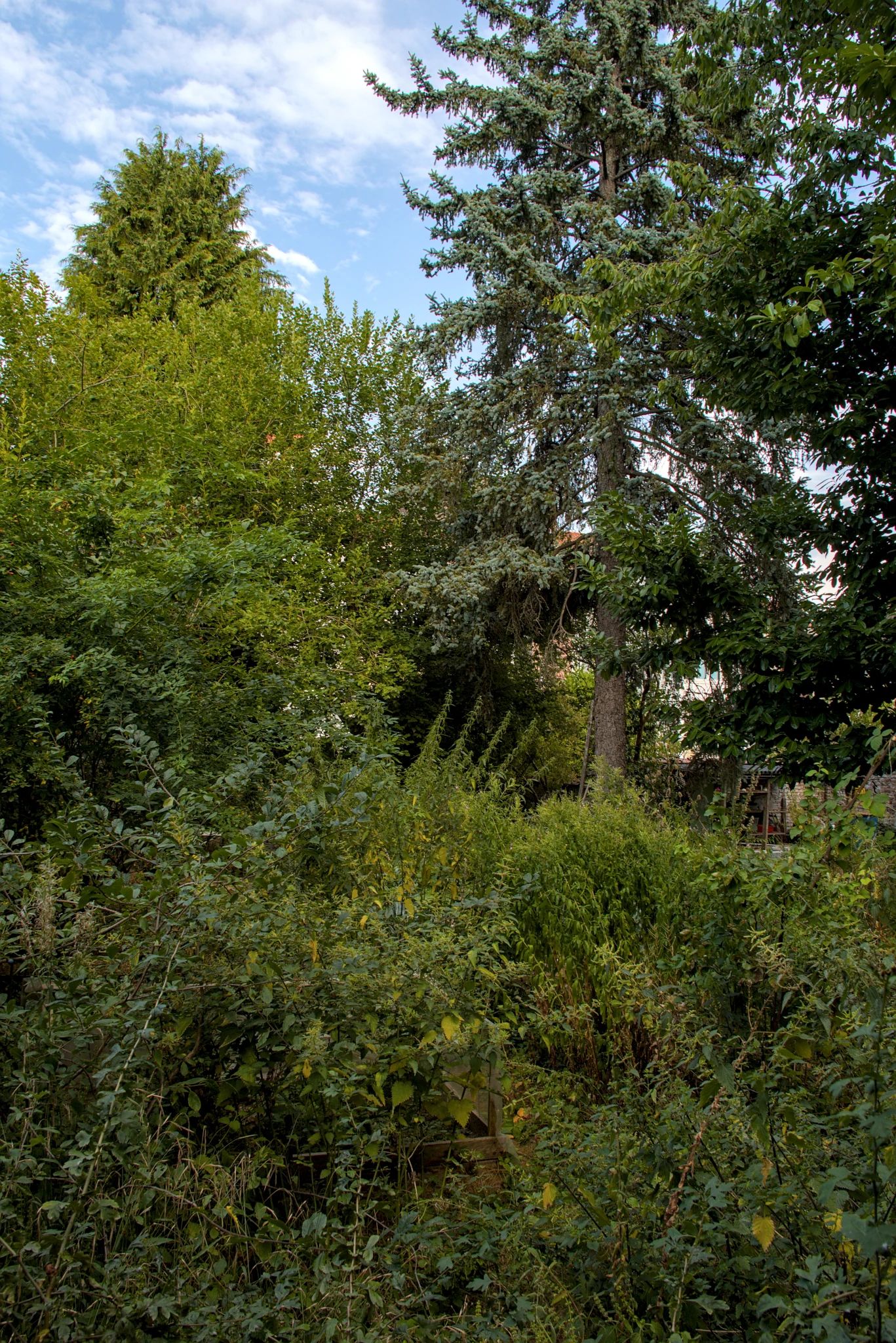 En été, un jardin urbain entourée d'un mur blanc. Au premier plan, des bac de plantation caché par une végétations luxuriante. A l'arrière plan un sapin et un petit abris de jardin.