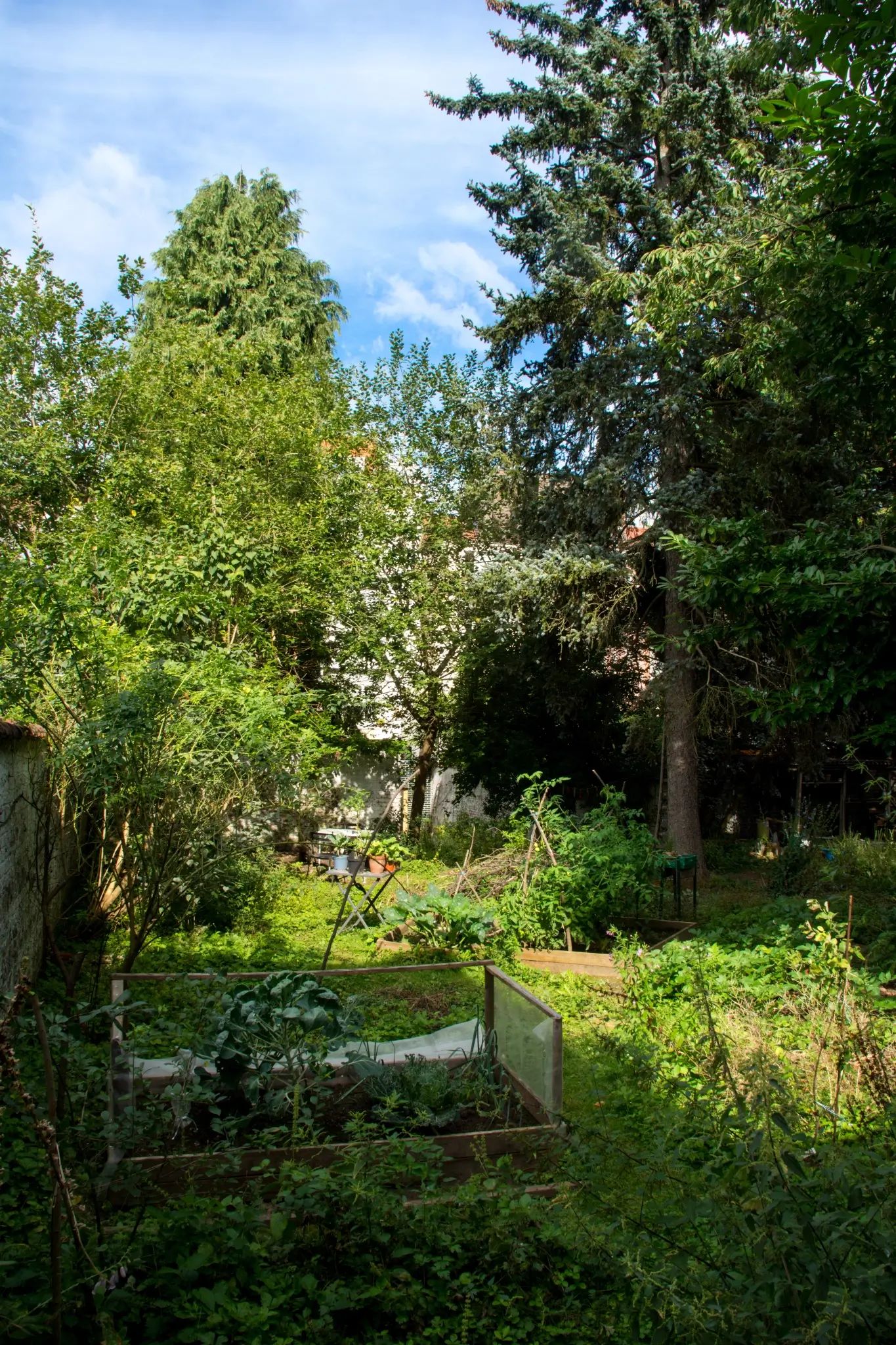 En été, un jardin urbain entourée d'un mur blanc. Au premier plan, un petit potager avec des choux. A l'arrière plan un petit tas de branche, de la végétation sauvage et un sapin. Il y a aussi quelques petites pièces de bois décoratives peintes en rouge suspendues entre deux arbres.