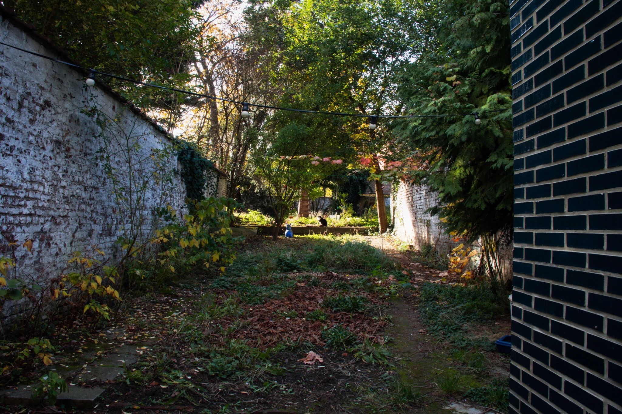 En automne, un jardin urbain entourée d'un mur blanc. Au premier plan une des feuille morte et une vigne fanée. A l'arrière-plan quelque arbres et un chat sur une marche.