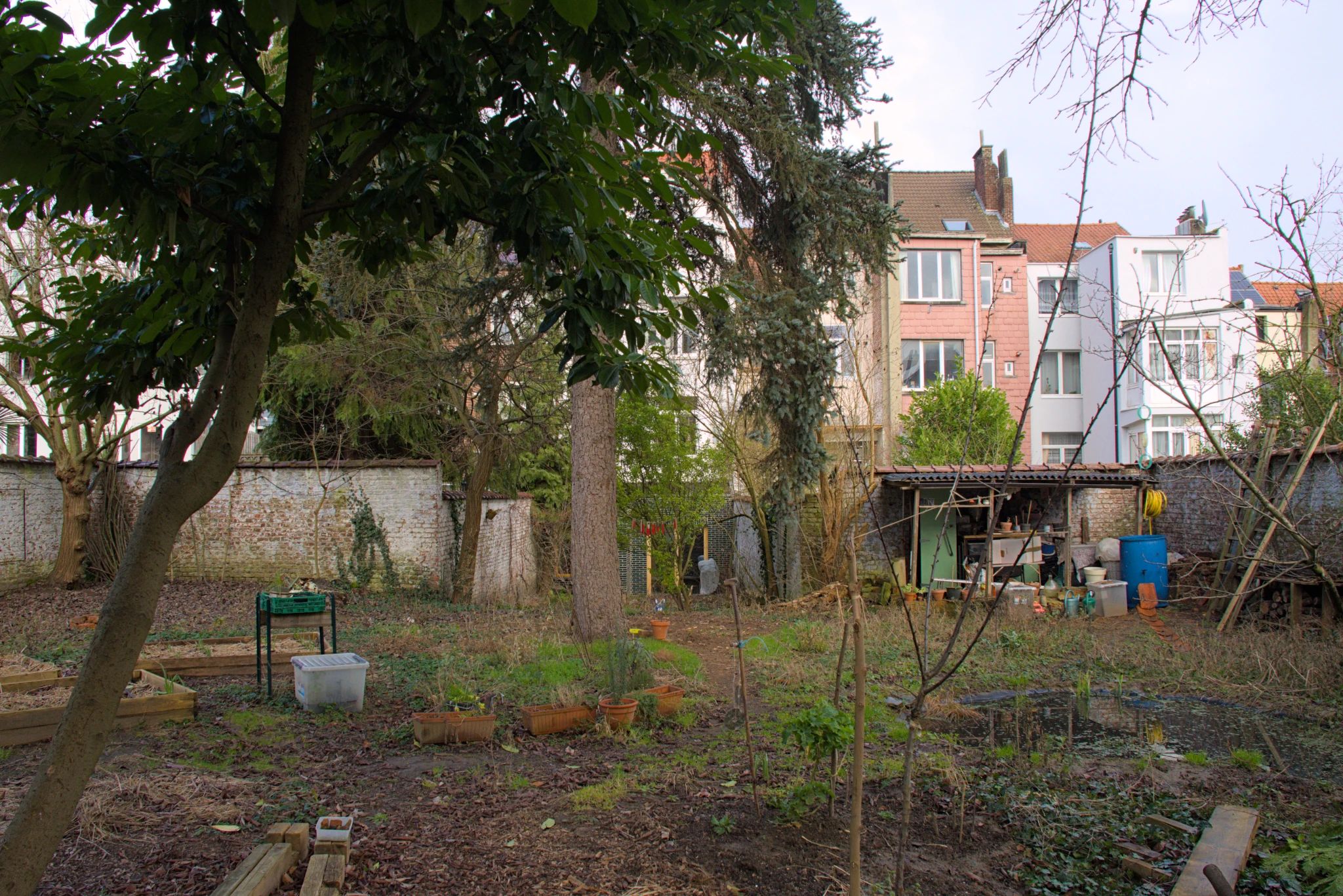 En hiver, un jardin urbain entourée d'un mur blanc. Au premier plan, il y a des planches, un jeune prunier et une mare. À l'arrière-plan, un sapin, et un petit abri de jardin. Il y a aussi quelques petites pièces de bois décoratives peintes en rouge suspendues entre deux arbres.