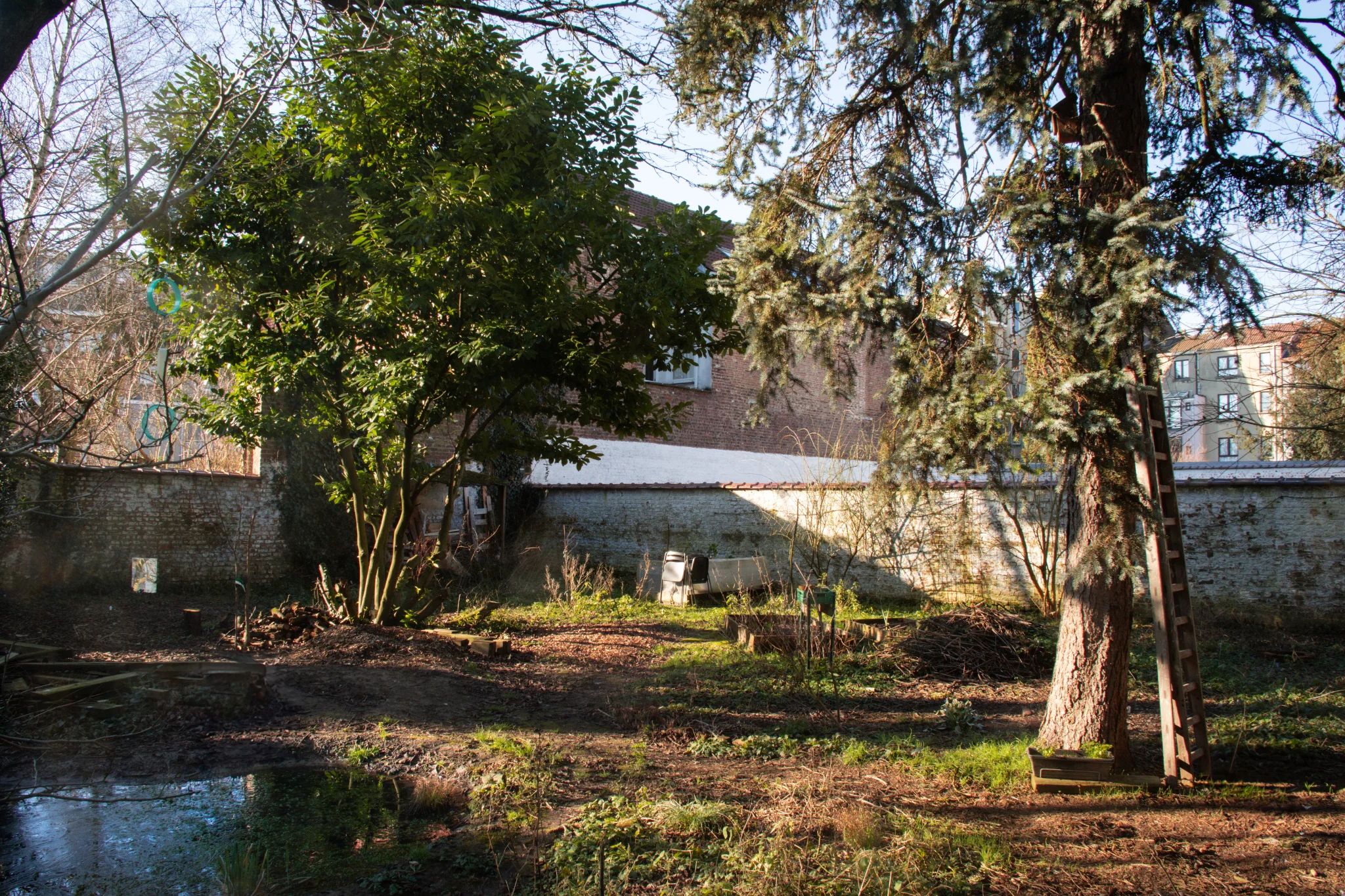 En hiver, un jardin urbain entourée d'un mur blanc. Au premier plan, de la végétation sécher, un sapin et un tas de branches laissent place à quelques arbres. Une mare, un tas de terre et des feuilles mortes sont visibles au premier plan à gauche
