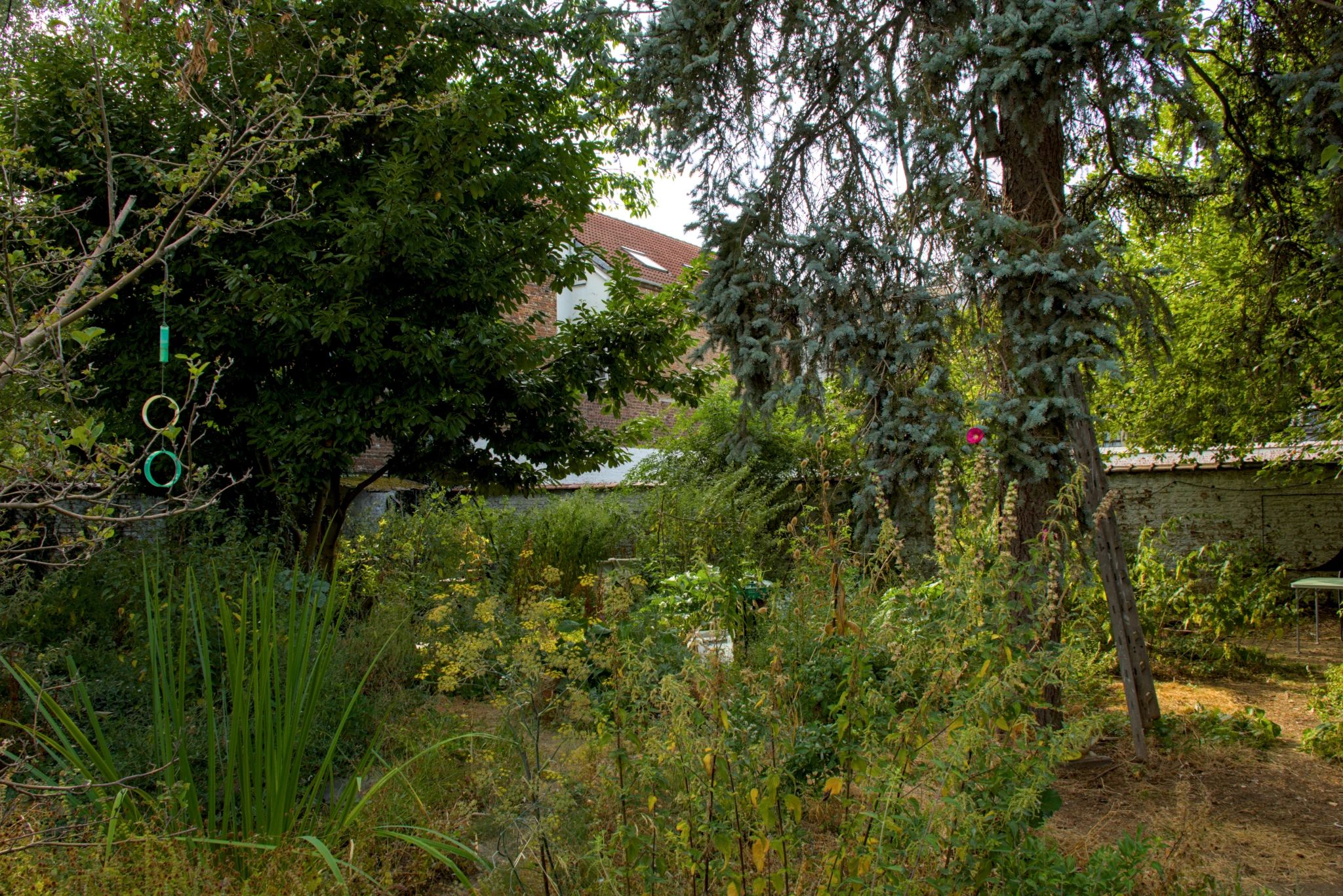 En été, un jardin urbain entourée d'un mur blanc. Au premier plan, de la végétation, un sapin et des bacs de potager. A l'avant plan, un fenouil sauvage en fleur. A gauche une mare, avec un Iris. A centre une rose trémière avec une fleur rose.