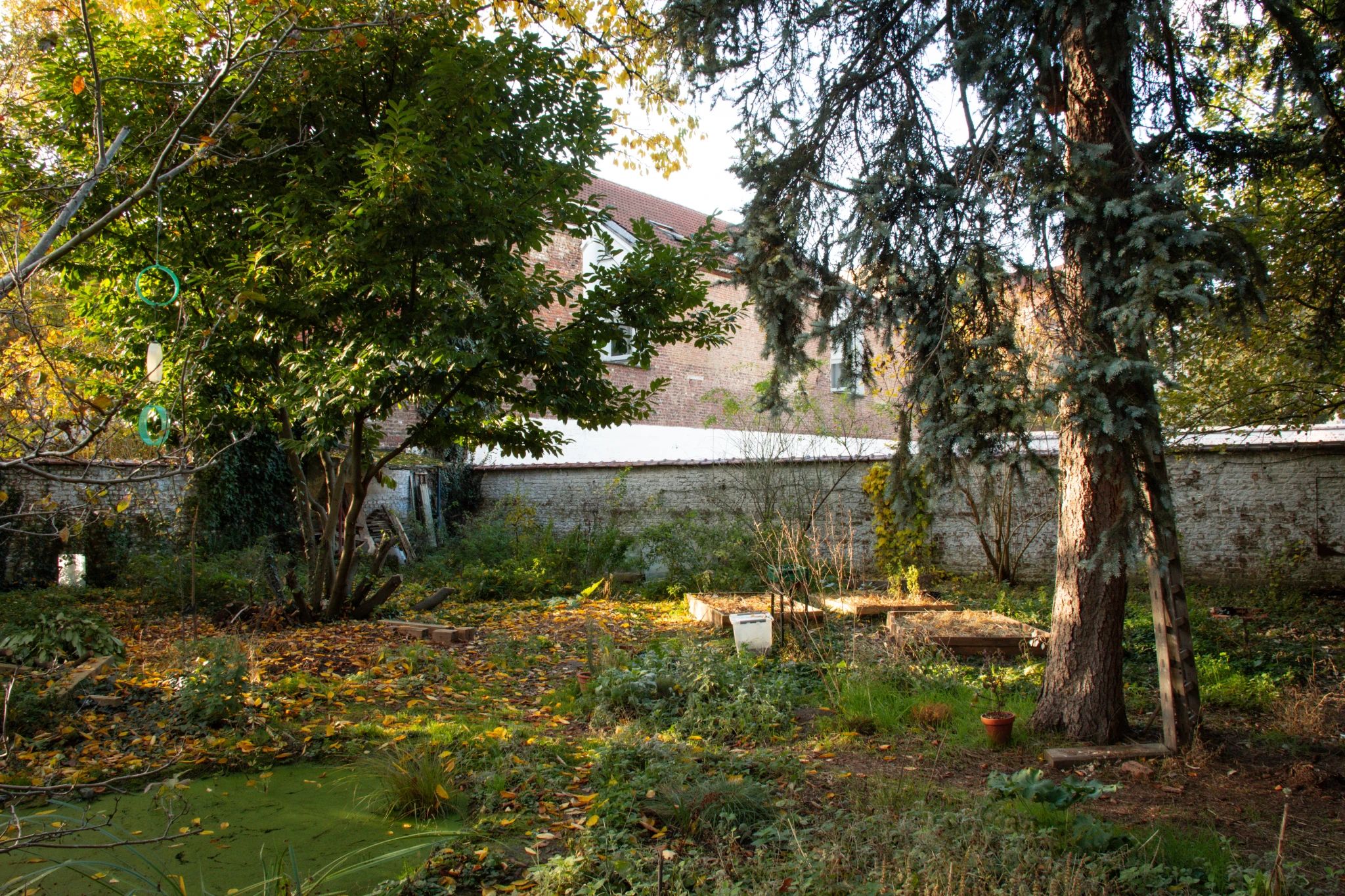 En automne, un jardin urbain entourée d'un mur blanc. Au premier plan, de la végétation, un sapin et un tas de branches laissent place à quelques arbres. A l'avant plan, à gauche une mare, remplie de lentilles d'eau, avec quelque plante aquatique d'on un Iris fanée.