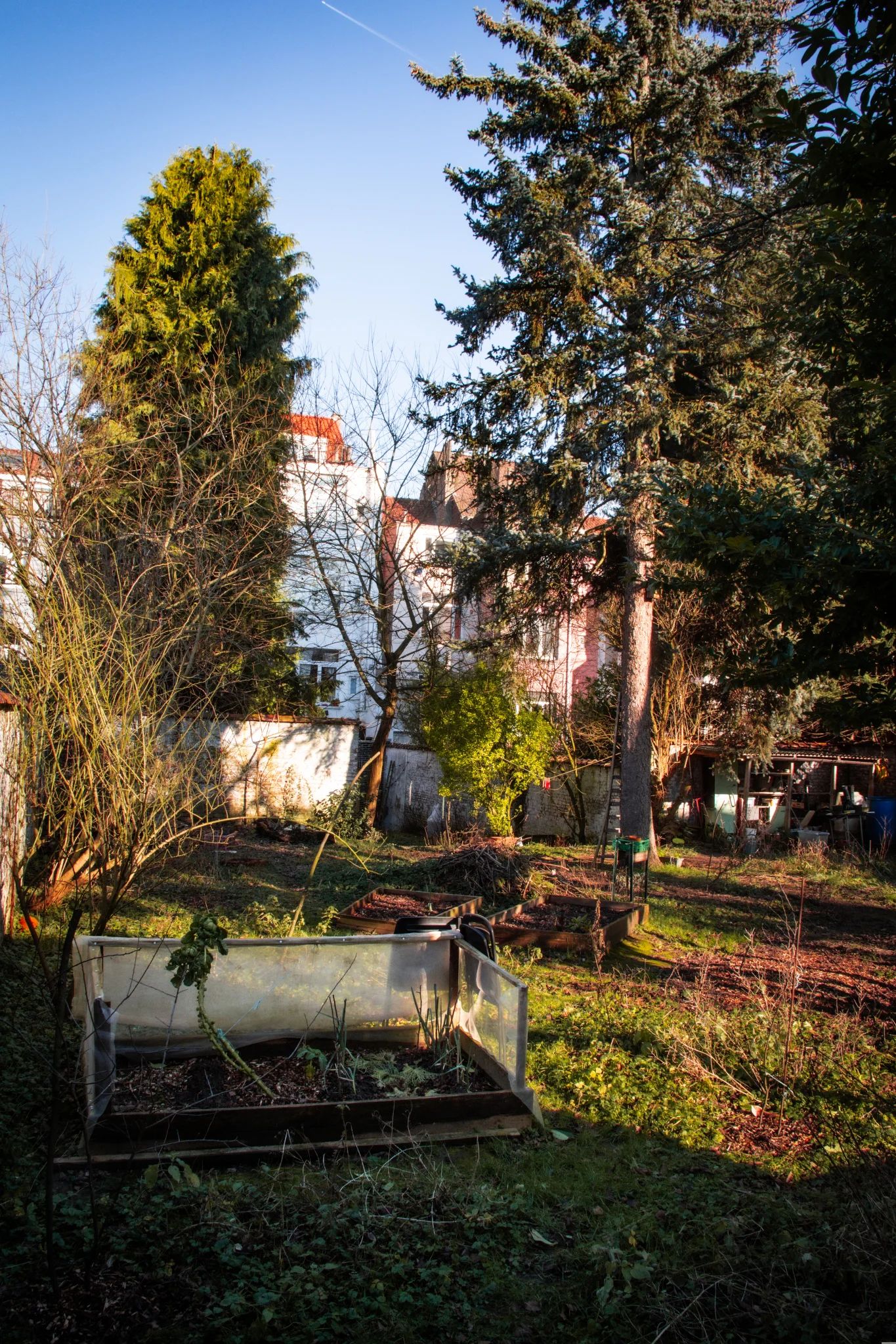 En hiver, un jardin urbain entourée d'un mur blanc. Au premier plan, des bac de plantation avec quelque reste de choux de Bruxelles. A l'arrière plan un petit tas de branche, de la végétation sauvage et un sapin. Il y a aussi quelques petites pièces de bois décoratives peintes en rouge suspendues entre deux arbres.