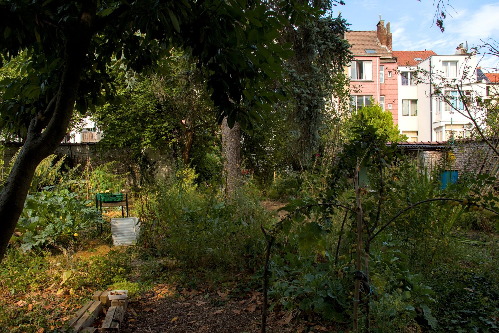 En été, un jardin urbain entourée d'un mur blanc. Au premier plan, il y a des planches, un jeune prunier plie sous le poid des prunes. A gauche, un potager. À l'arrière-plan, un sapin, et un petit abri de jardin. Il y a aussi quelques petites pièces de bois décoratives peintes en rouge suspendues entre deux arbres.