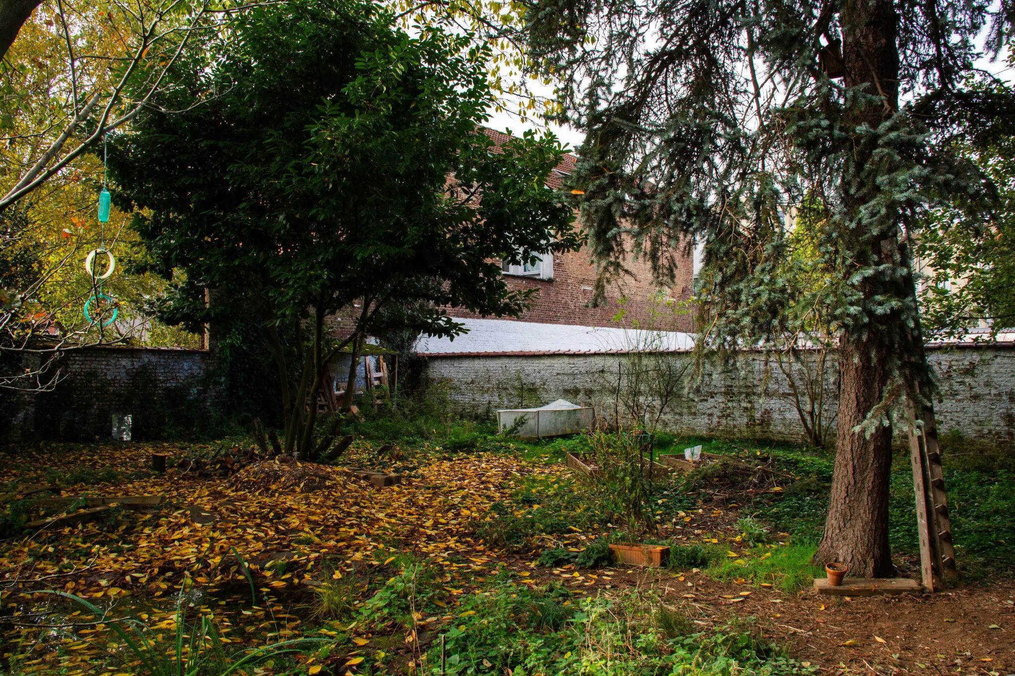 En automne, un jardin urbain entourée d'un mur blanc. Au premier plan, de la végétation sécher, un sapin et un tas de branches laissent place à quelques arbres. Une mare, un tas de terre et des feuilles mortes sont visibles au premier plan à gauche.
