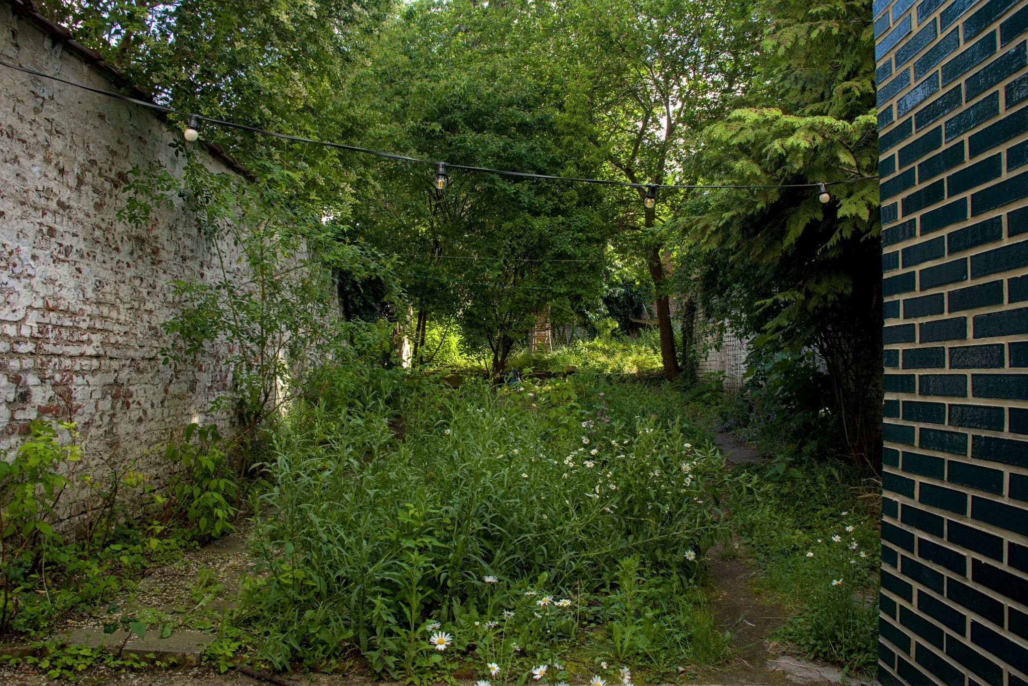 Au printemps, un jardin urbain entourée d'un mur blanc. Au premier plan des marguerites. A l'arrière-plan quelque arbres.