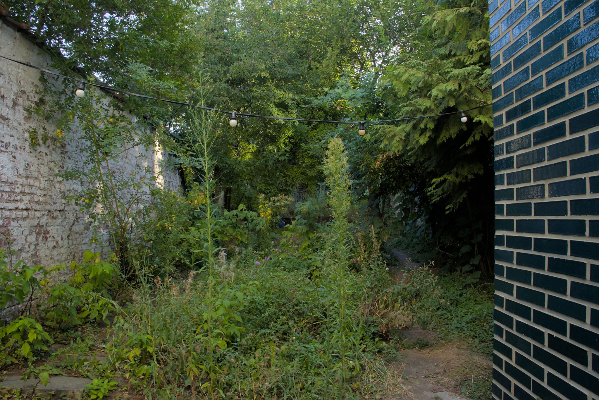 En été, un jardin urbain entourée d'un mur blanc. Au premier plan des framboisier, des fleur fanées, et quelque bleuet. A l'arrière-plan quelque arbres.