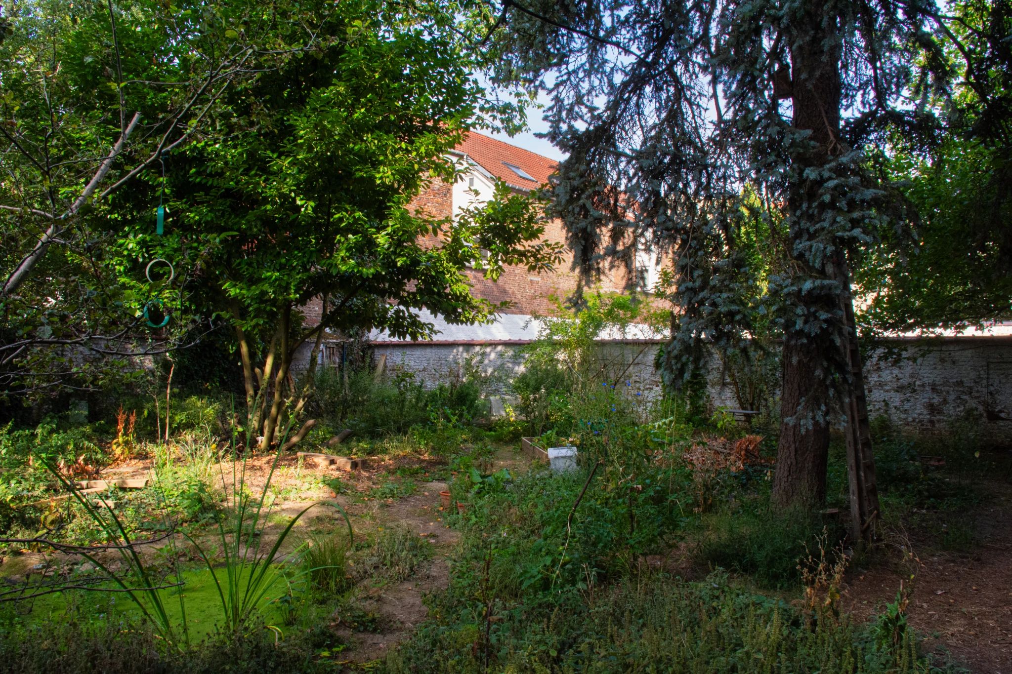 En été, un jardin urbain entourée d'un mur blanc. Au premier plan, de la végétation, un sapin et un tas de branches laissent place à quelques arbres. A l'avant plan, à gauche une mare, remplie de lentilles d'eau, avec quelque plante aquatique d'on un Iris. Au centre une chicoré sauvage bleue.