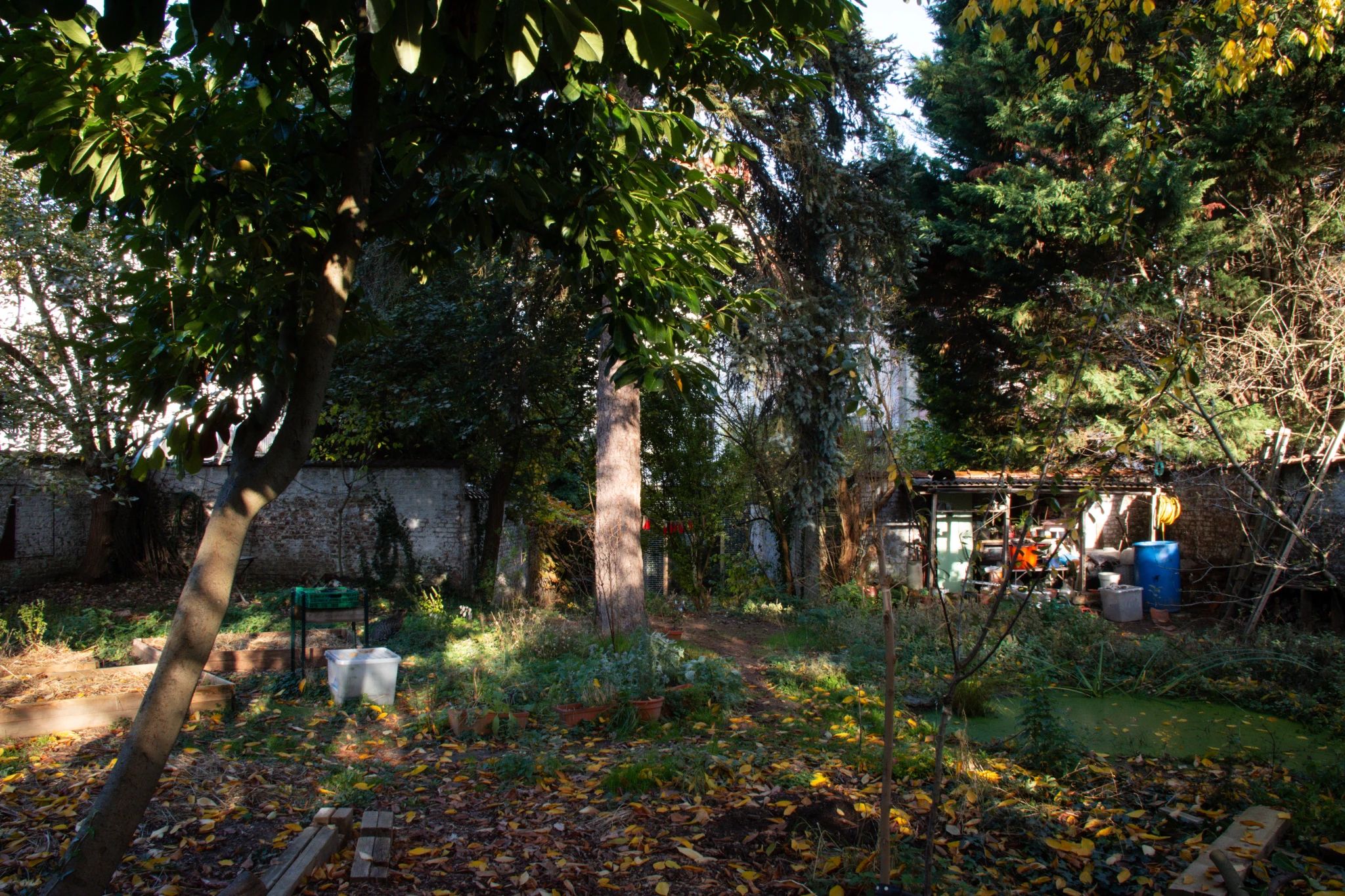En automne, un jardin urbain entourée d'un mur blanc. Au premier plan, il y a des planches, un jeune prunier et une mare remplie de lentille d'eau. À l'arrière-plan, un sapin, de la végétation sauvage et un petit abri de jardin. Il y a aussi quelques petites pièces de bois décoratives peintes en rouge suspendues entre deux arbres.