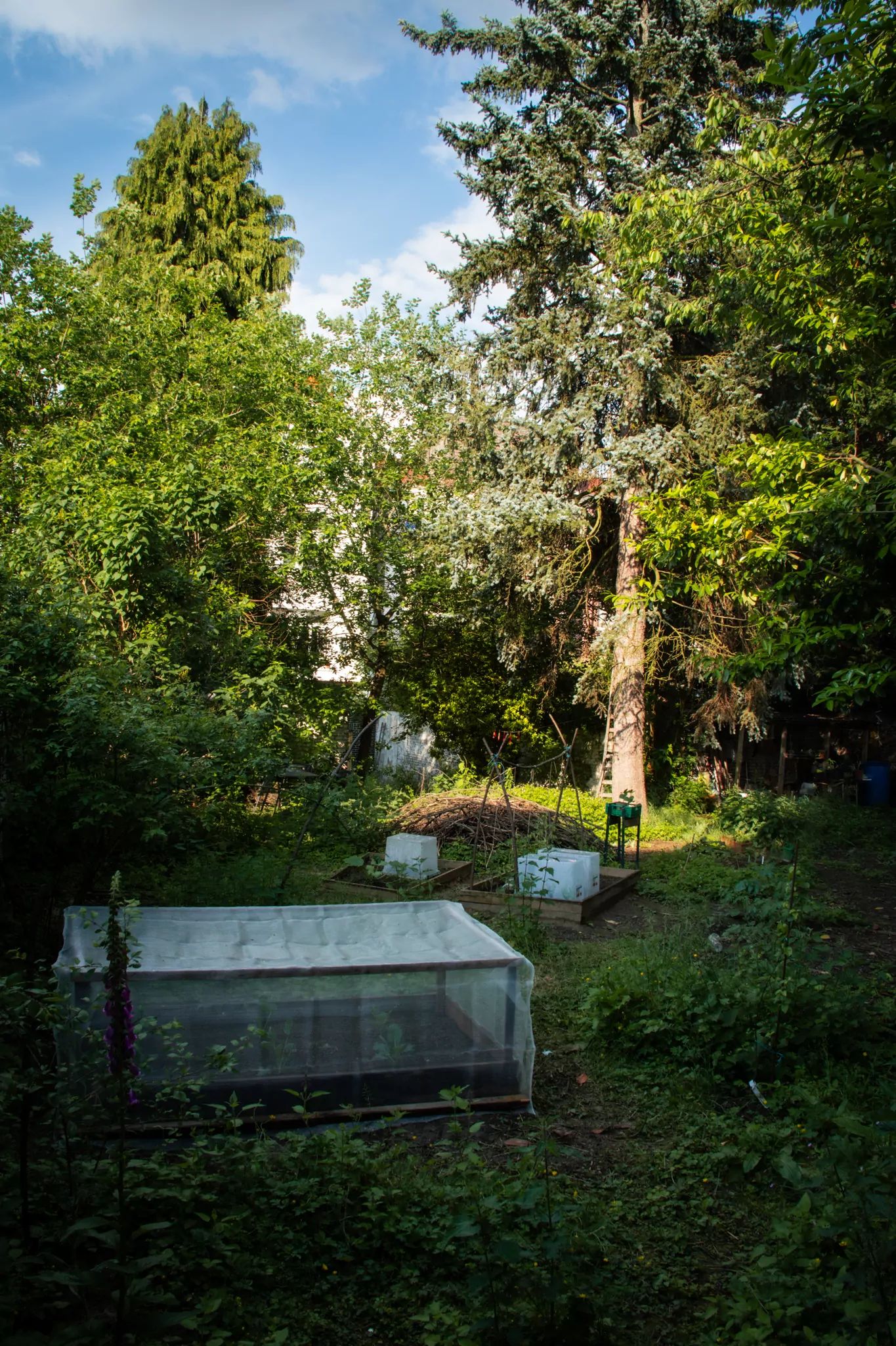 Au printemps, un jardin urbain entourée d'un mur blanc. Au premier plan, un petit potager avec des choux. A l'arrière plan un petit tas de branche, de la végétation sauvage et un sapin. Il y a aussi quelques petites pièces de bois décoratives peintes en rouge suspendues entre deux arbres.