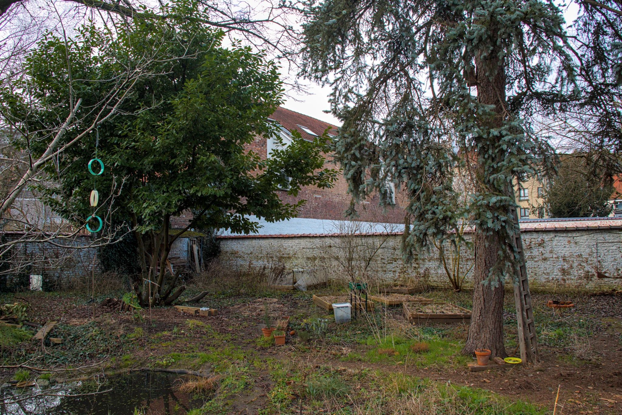 En hiver, un jardin urbain entourée d'un mur blanc. A l'arrière plan, un sapin, un arbre et des bacs de potager pailler. A l'avant plan, à gauche une mare.