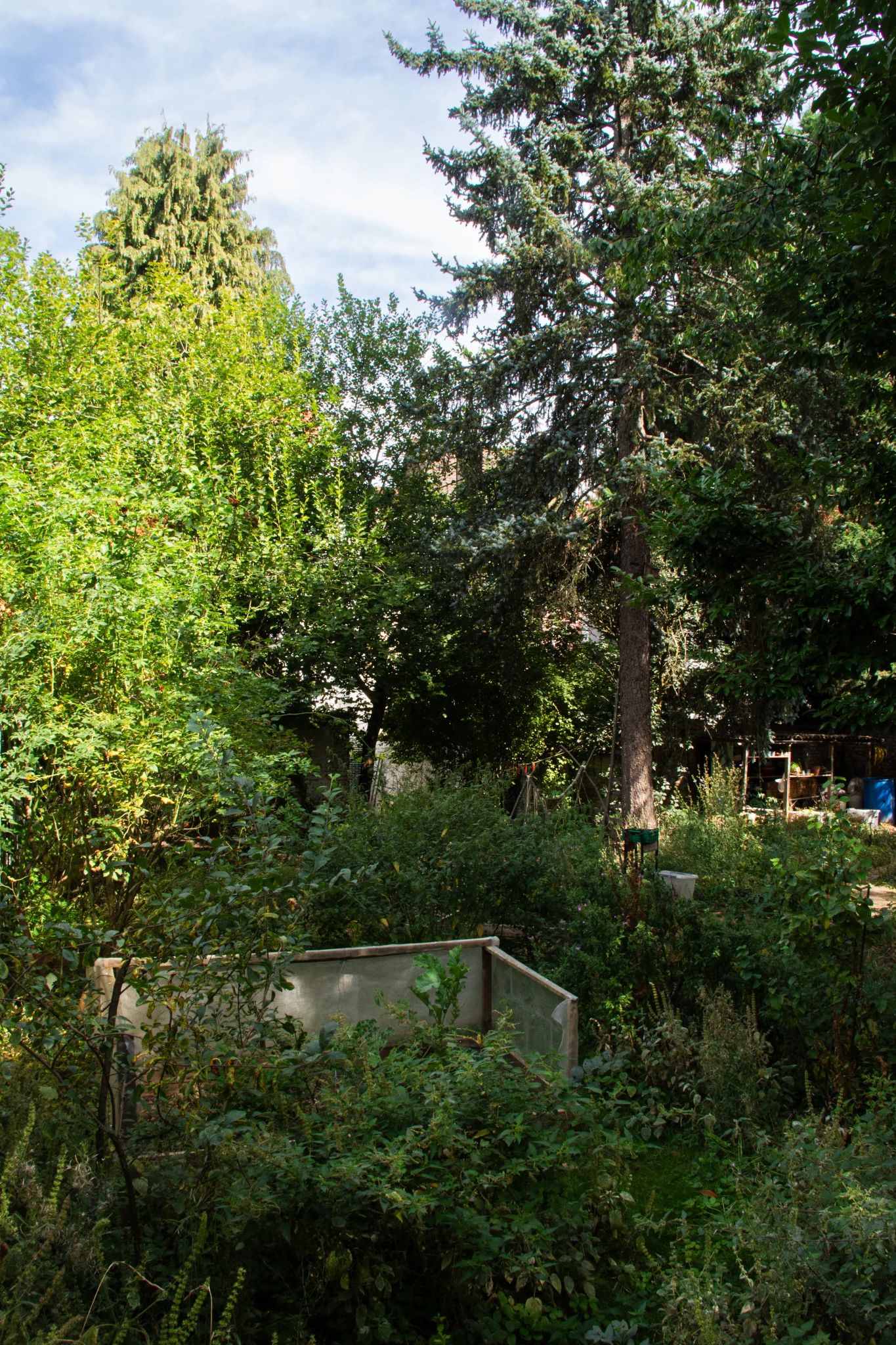En été, un jardin urbain entourée d'un mur blanc. Au premier plan, des bac de plantation avec quelque choux, et des plants de tomates. Beaucoup de végétation sauvage. A l'arrière plan un petit tas de branche, de la végétation sauvage et un sapin. Il y a aussi quelques petites pièces de bois décoratives peintes en rouge suspendues entre deux arbres.