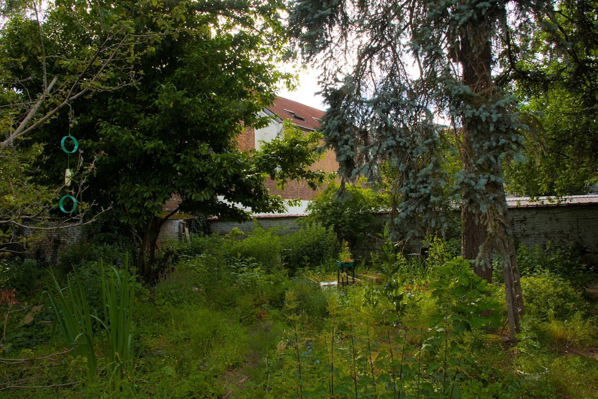 Au printemps, un jardin urbain entourée d'un mur blanc. Au premier plan, de la végétation, un sapin et des bacs de potager. A l'avant plan, à gauche une mare, avec un Iris jaune en fleur. A centre une sauge en fleur.