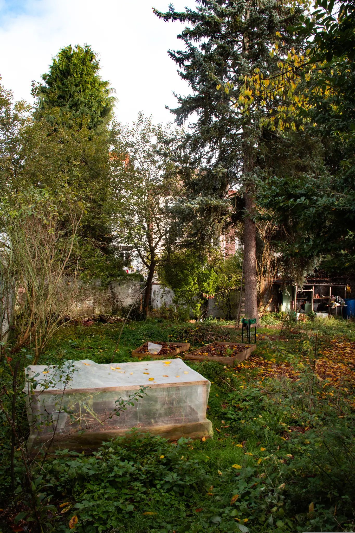 En automne, un jardin urbain entourée d'un mur blanc. Au premier plan, des bac de plantation vide. A l'arrière plan un petit tas de branche, de la végétation sauvage et un sapin. Il y a aussi quelques petites pièces de bois décoratives peintes en rouge suspendues entre deux arbres.