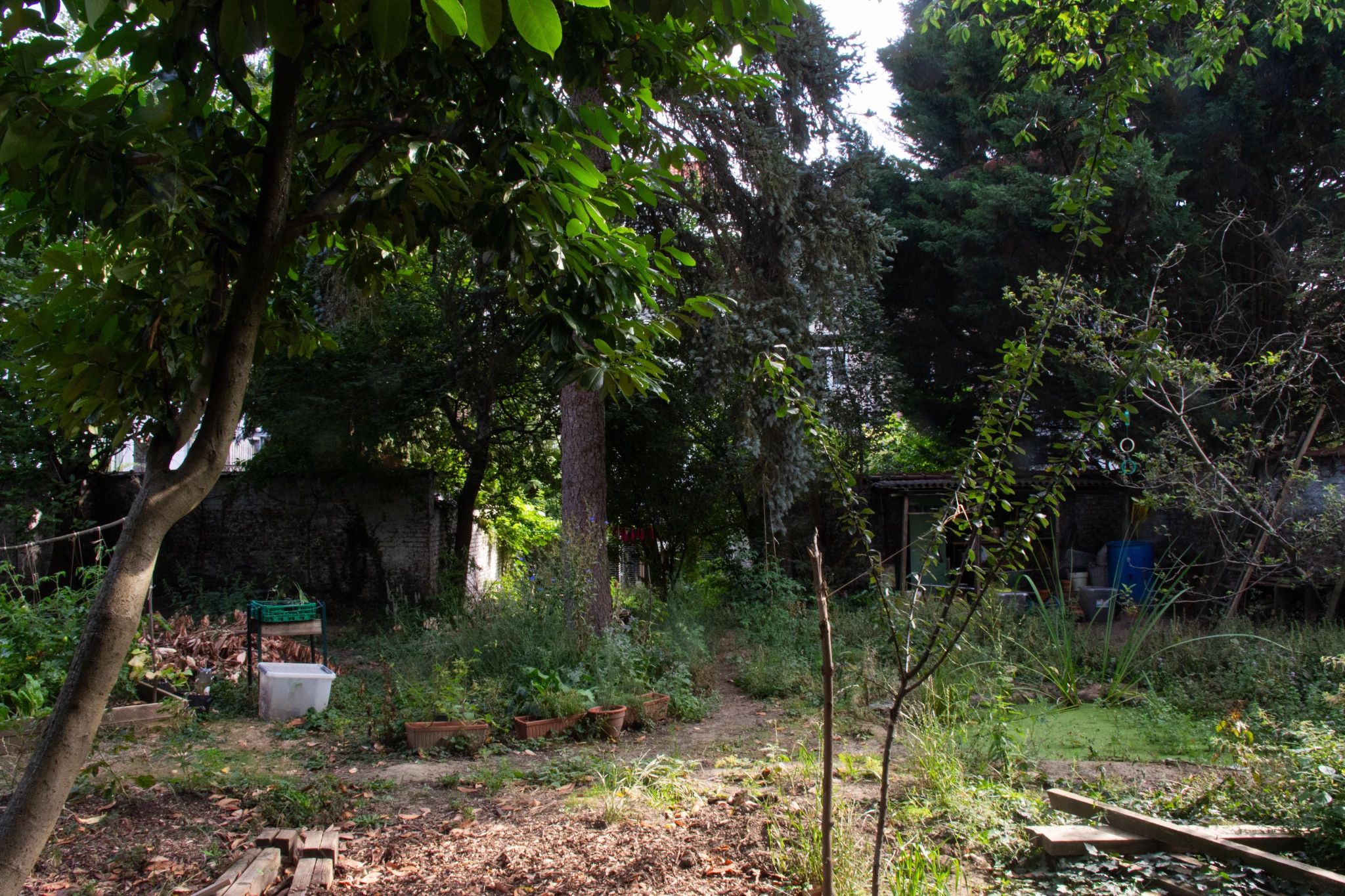 En été, un jardin urbain entourée d'un mur blanc. Au premier plan, il y a des planches, un jeune prunier et une mare remplie de lentille d'eau. À l'arrière-plan, un sapin, de la végétation sauvage et un petit abri de jardin. Il y a aussi quelques petites pièces de bois décoratives peintes en rouge suspendues entre deux arbres.