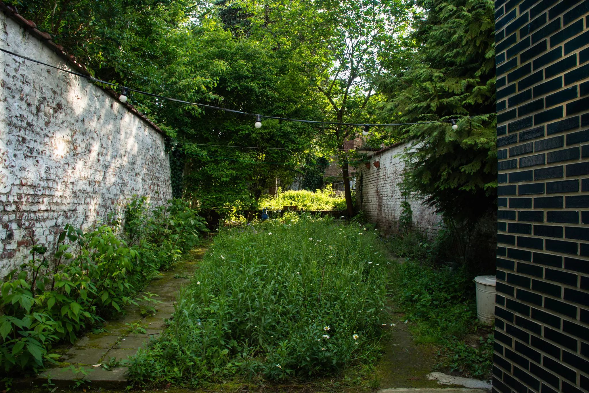Au printemps, un jardin urbain entourée d'un mur blanc. Au premier plan une petite prairie fleurie avec des margerites, à l'arrière-plan quelque arbres.