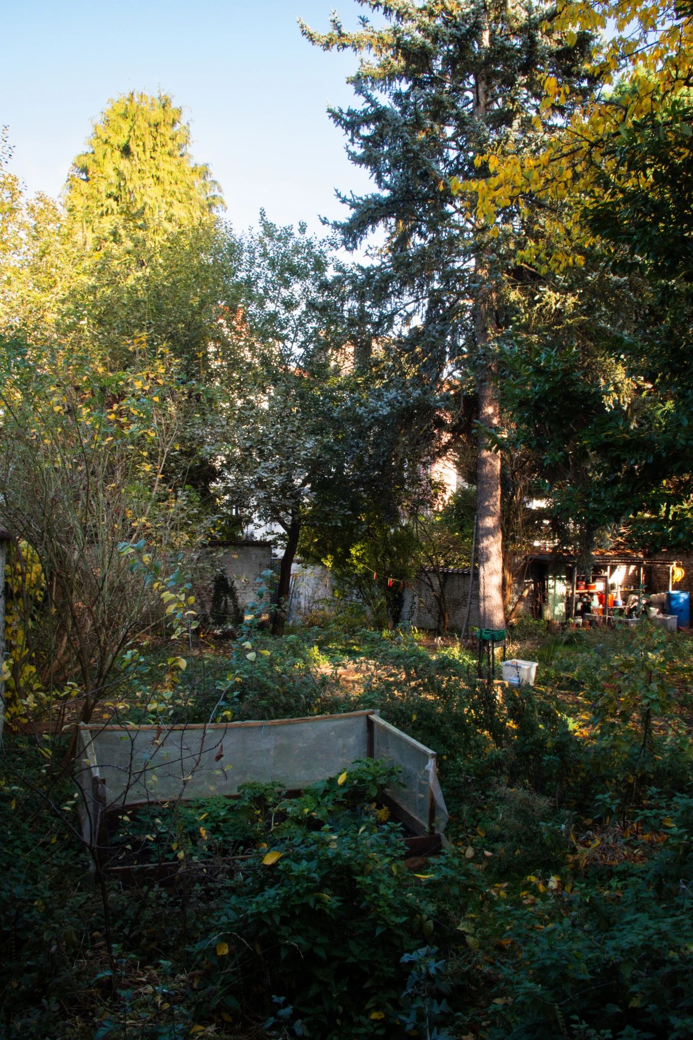 En automne, un jardin urbain entourée d'un mur blanc. Au premier plan, des bac de plantation avec quelque choux. l'arrière plan un de la végétation sauvage et un sapin. Il y a aussi quelques petites pièces de bois décoratives peintes en rouge suspendues entre deux arbres.
