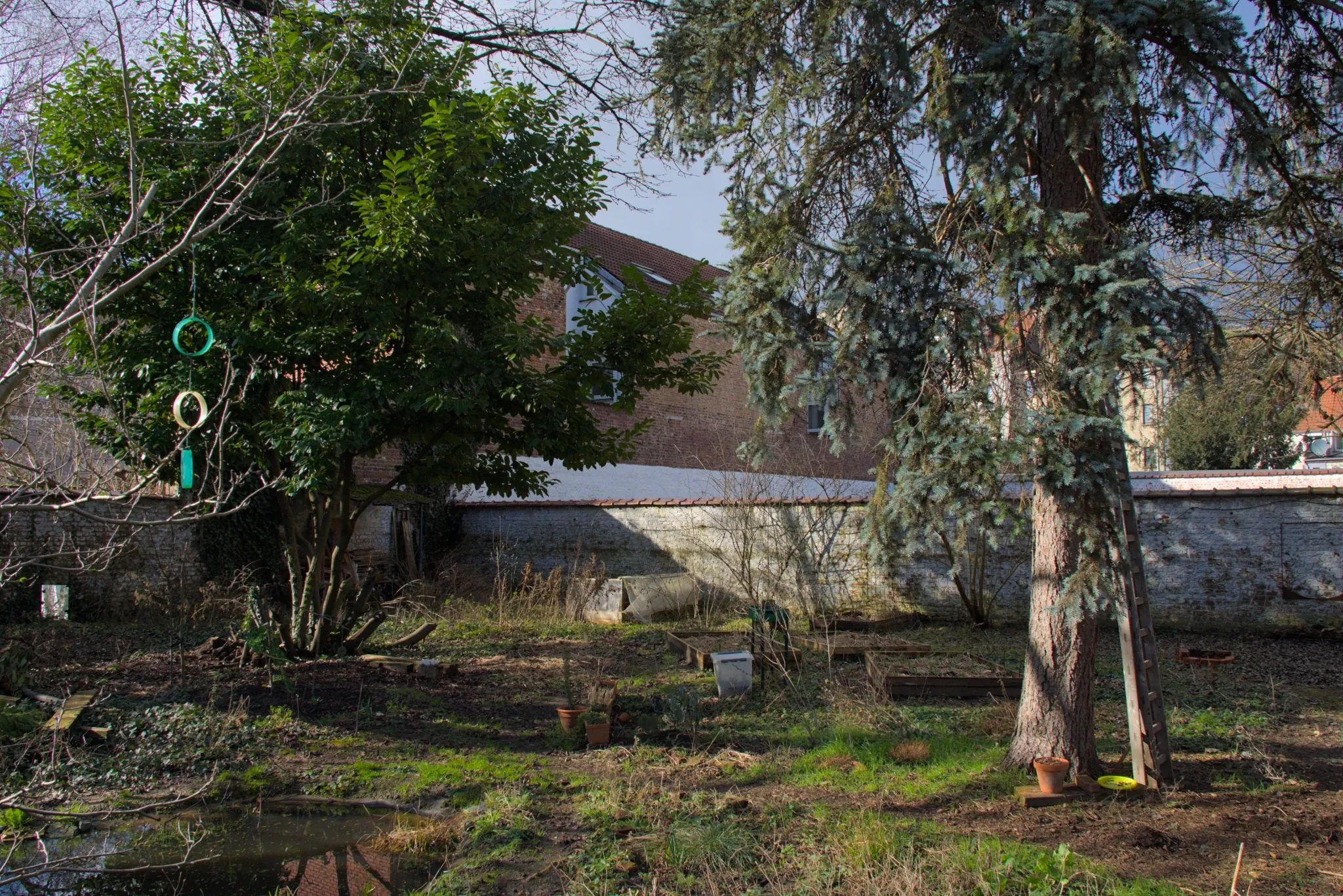 En hiver, un jardin urbain entourée d'un mur blanc. A l'arrière plan, un sapin, un arbre et des bacs de potager pailler. A l'avant plan, à gauche une mare.