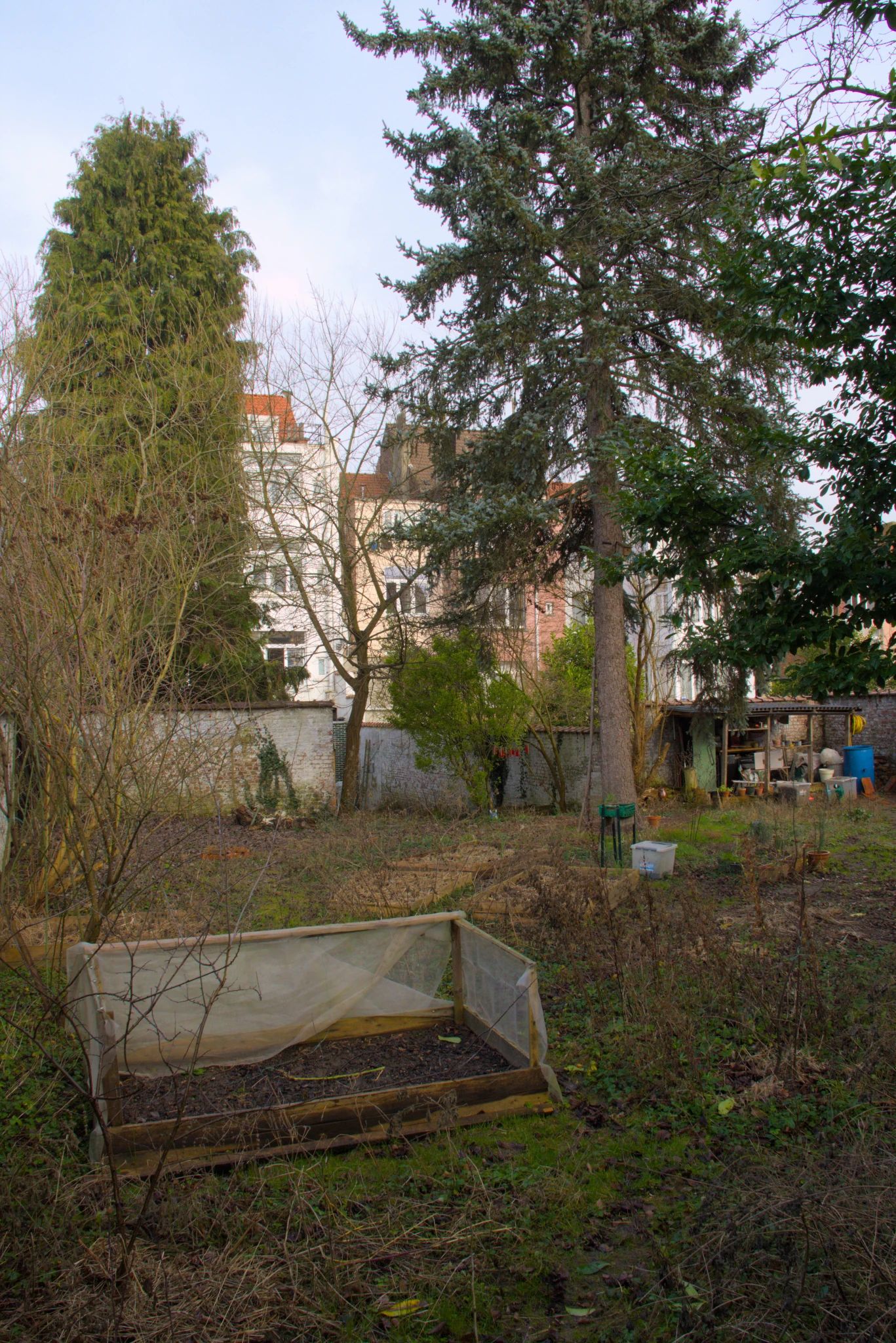 En hiver, un jardin urbain entourée d'un mur blanc. Au premier plan, des bac de plantation. A l'arrière plan un sapin et un petit abris de jardin. Il y a aussi quelques petites pièces de bois décoratives peintes en rouge suspendues entre deux arbres.