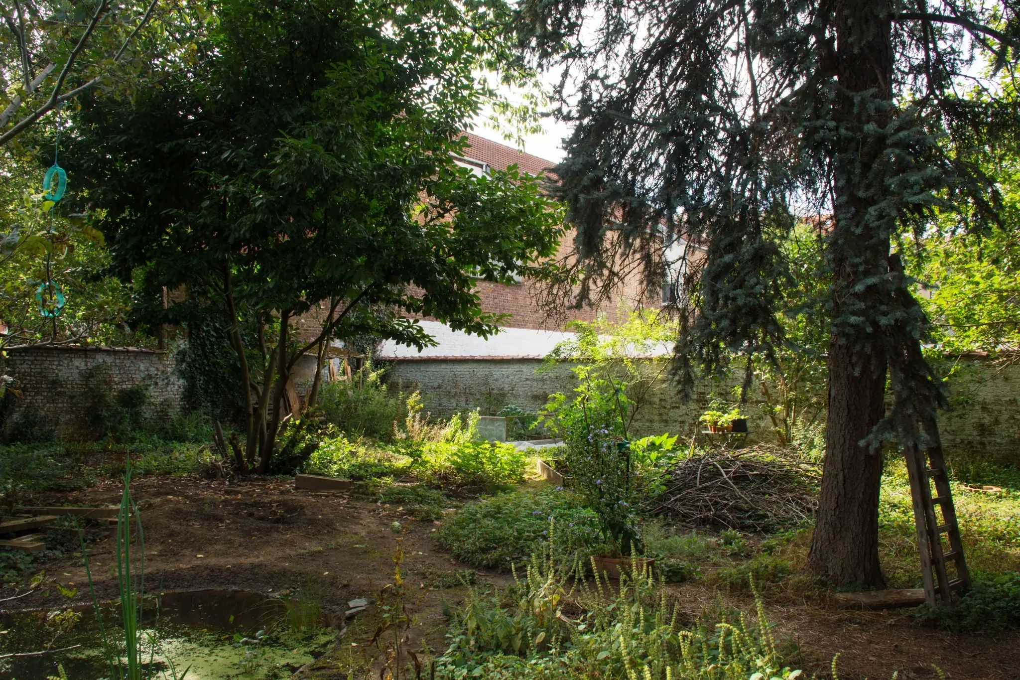 En été, un jardin urbain entourée d'un mur blanc. Au premier plan, des orties, un sapin et un tas de branches laissent place à quelques arbres et de la végétation sauvage. Une mare et un tas de terre sont visibles au premier plan à gauche