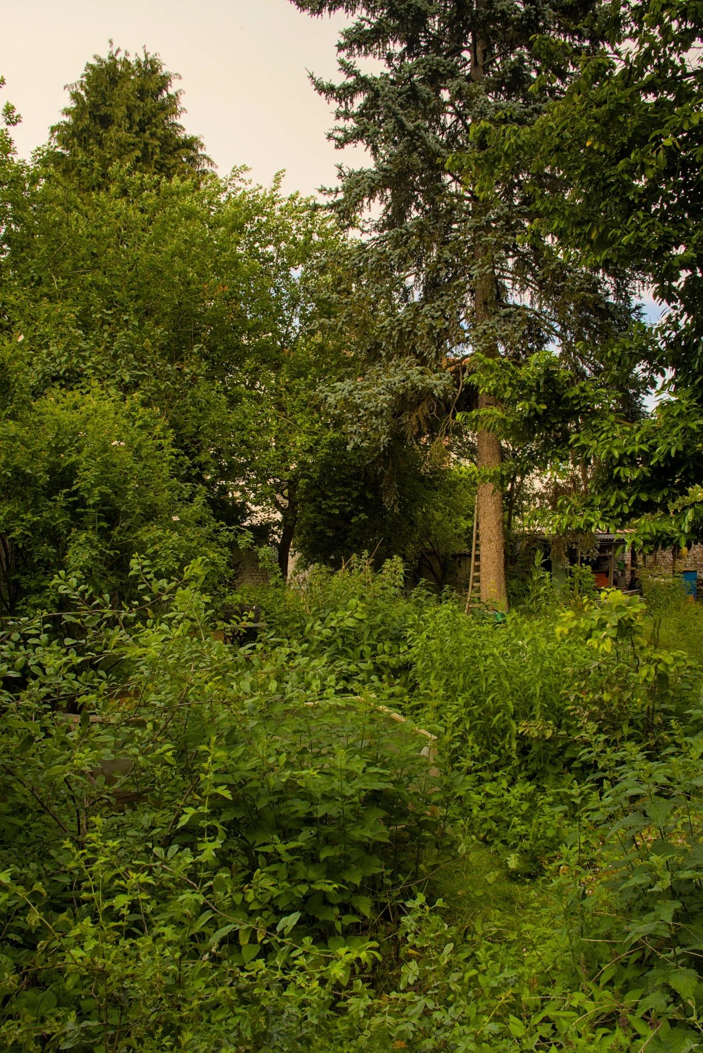 Au printemps, un jardin urbain entourée d'un mur blanc. Au premier plan, des bac de plantation caché par une végétations luxuriante. A l'arrière plan un sapin et un petit abris de jardin.